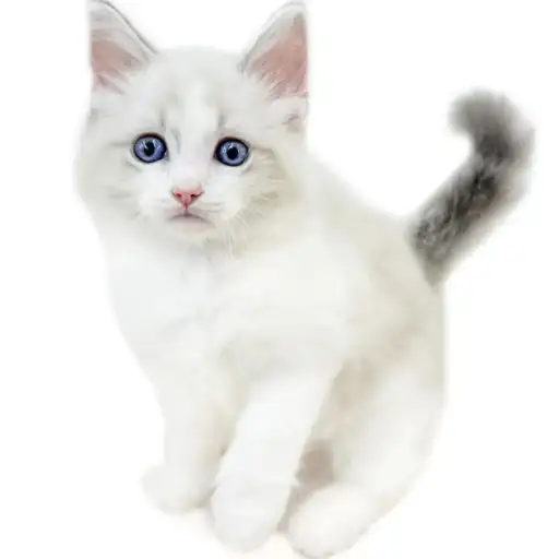 ネヴァマスカレード