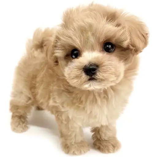 MIX（マルチーズ×トイプードル）