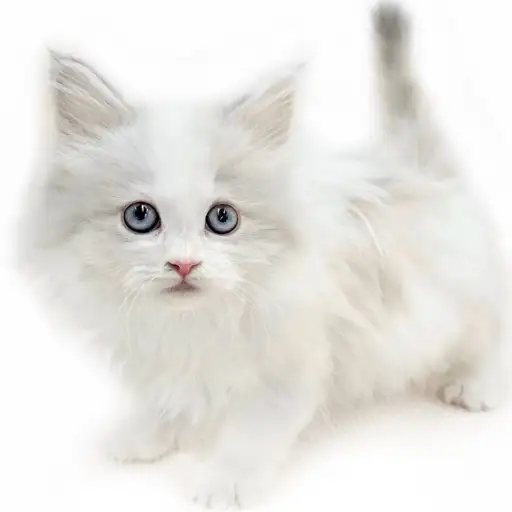 ネヴァマスカレード