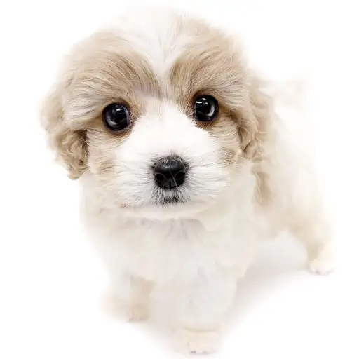 MIX（キャバリアキングチャールズスパニエル×ビションフリーゼ）