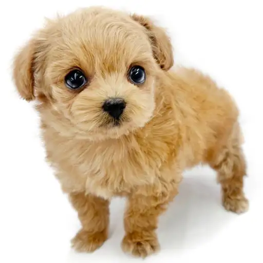 MIX（チワワ×トイプードル）