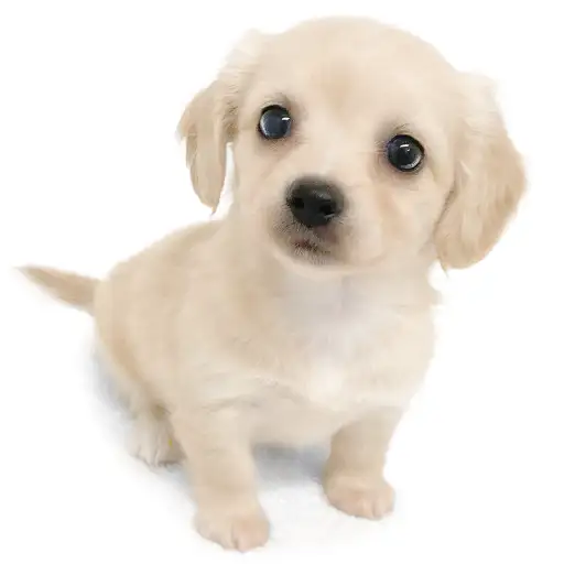 MIX（チワワ×ミニチュアダックスフント）