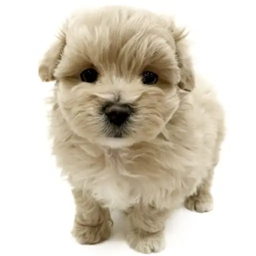 MIX（マルチーズ×トイプードル）