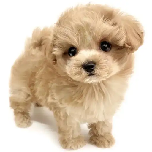 MIX（マルチーズ×トイプードル）