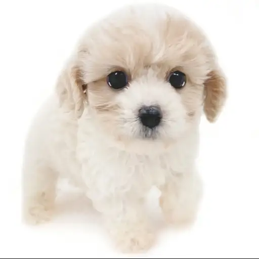 MIX（キャバリアキングチャールズスパニエル×ビションフリーゼ）