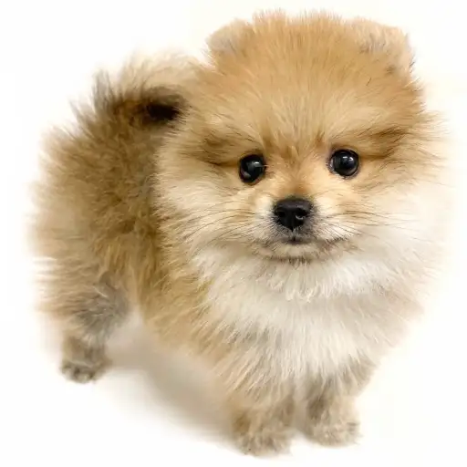 ポメラニアン