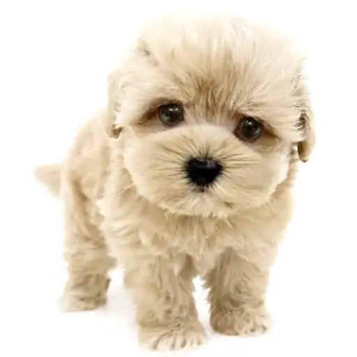 MIX（マルチーズ×トイプードル）