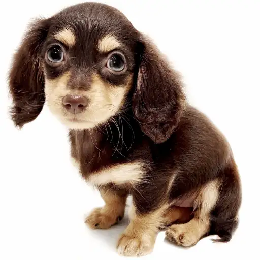 ミニチュア・ダックスフント