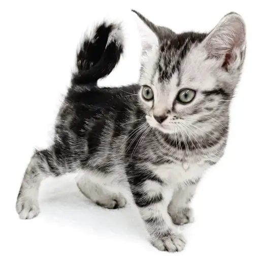 アメリカンショートヘア