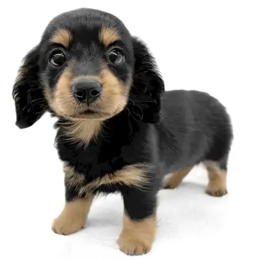 ミニチュア・ダックスフント