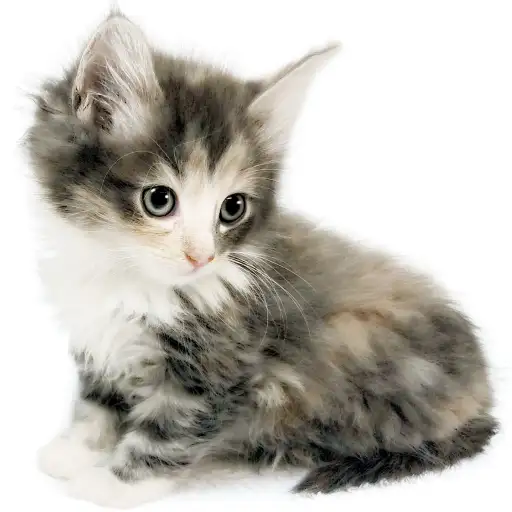 ノルウェージャンフォレストキャット