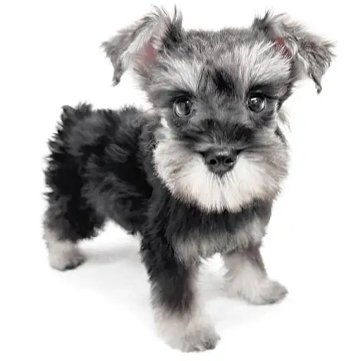 ミニチュア・シュナウザー