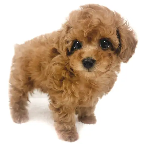 トイ・プードル