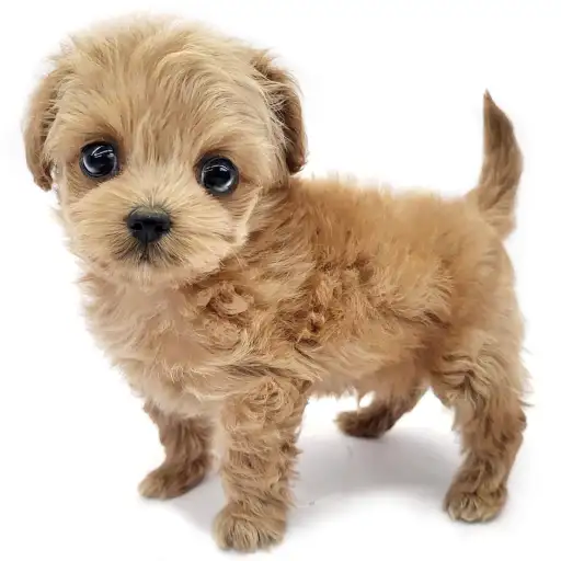 MIX（チワワ×トイプードル）