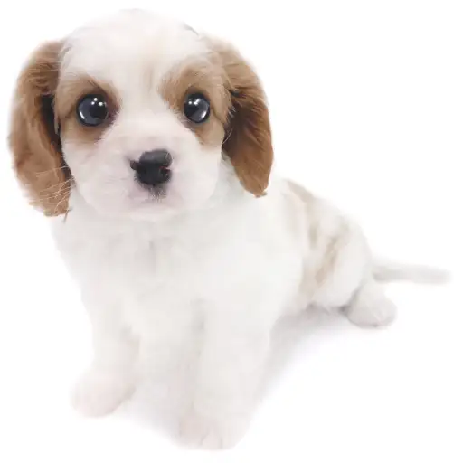 キャバリア・キングチャールズ・スパニエル