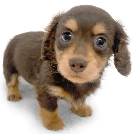 ミニチュア・ダックスフント