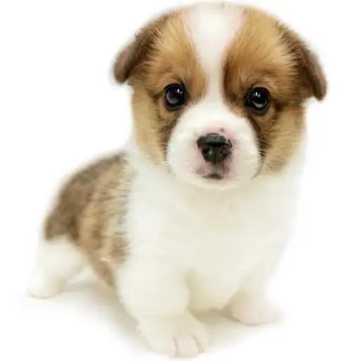 ウェルシュコーギーペンブローク