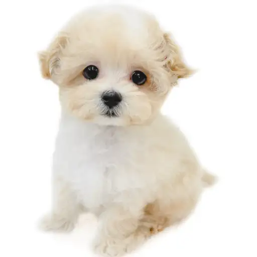 MIX（マルチーズ×トイプードル）