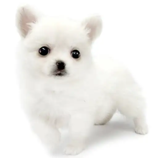 MIX（ポメラニアン×チワワ）