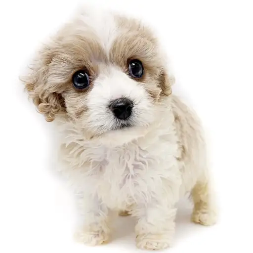 MIX（キャバリアキングチャールズスパニエル×ビションフリーゼ）