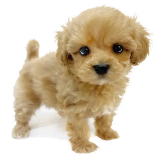 MIX（マルチーズ×トイプードル）