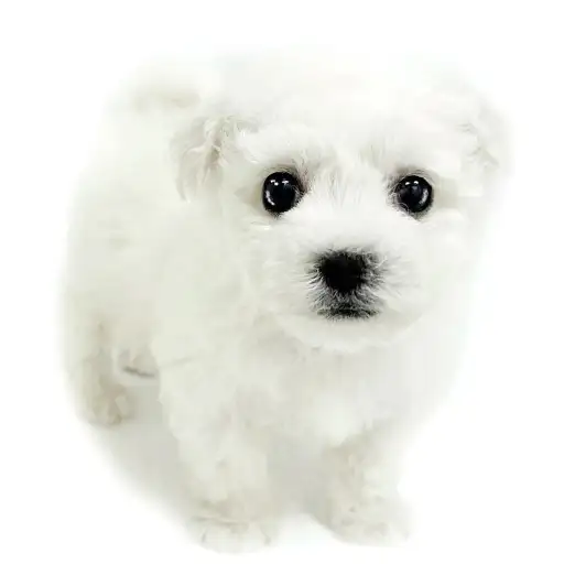 ビションフリーゼ