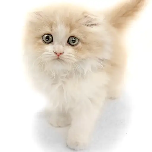 スコティッシュフォールド