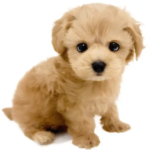 MIX（マルチーズ×トイプードル）