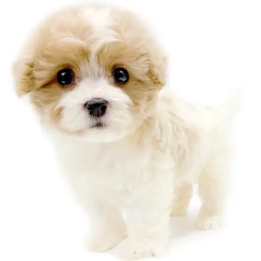 MIX（キャバリアキングチャールズスパニエル×ビションフリーゼ）