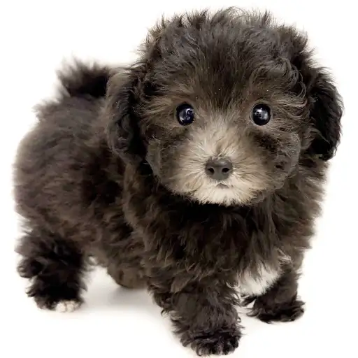 MIX（マルチーズ×トイプードル）