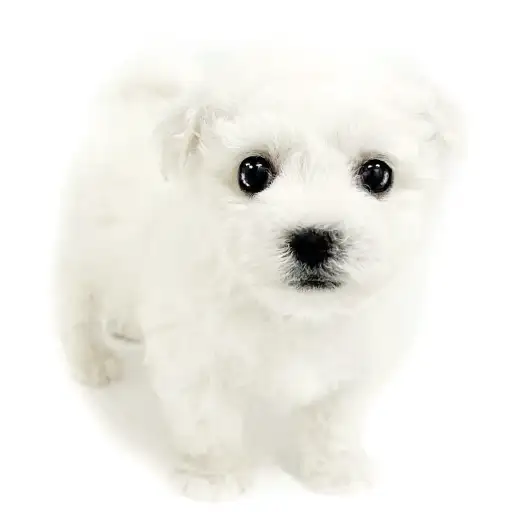 ビションフリーゼ