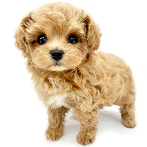 MIX（マルチーズ×トイプードル）