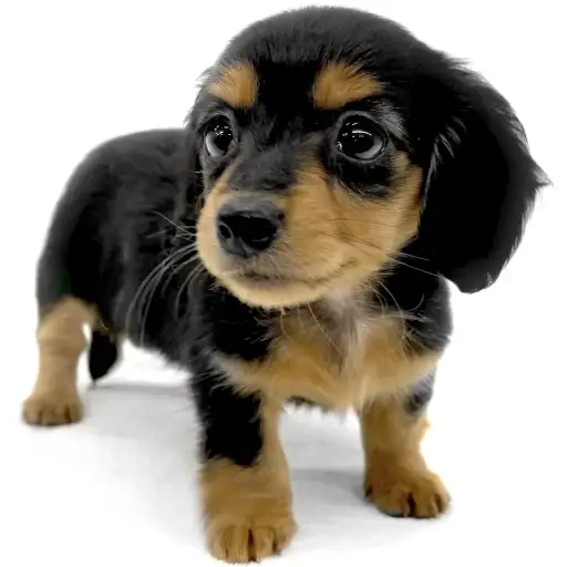 カニンヘン・ダックスフント