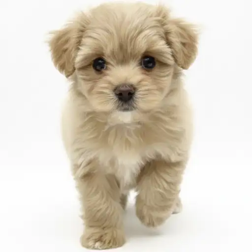 MIX（マルチーズ×トイプードル）