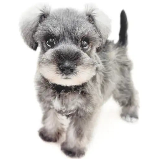 ミニチュア・シュナウザー