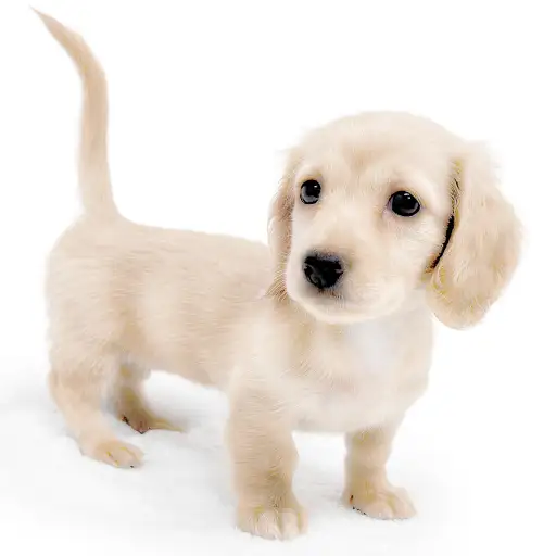 ミニチュア・ダックスフント