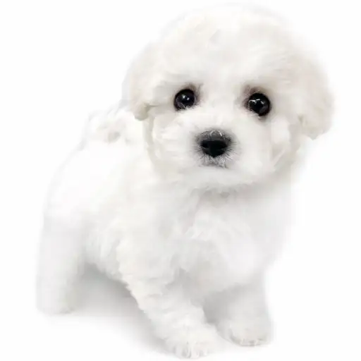 ビションフリーゼ