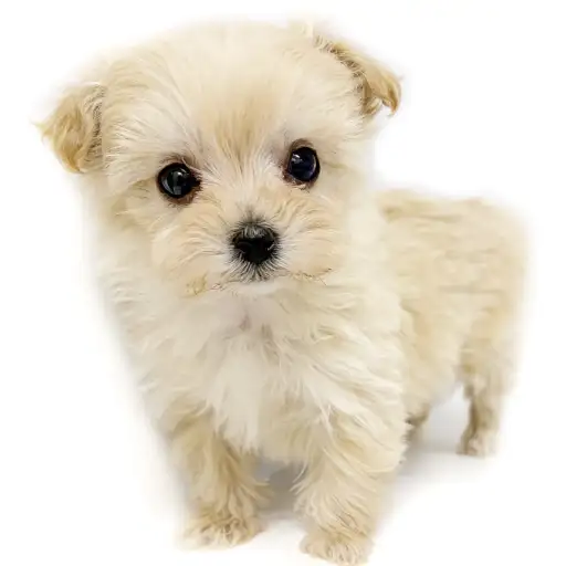 MIX（マルチーズ×トイプードル）