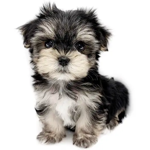 MIX（マルチーズ×ヨークシャーテリア）