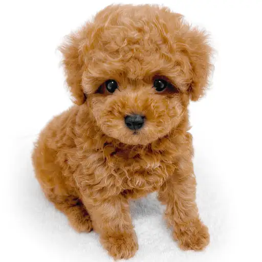 トイ・プードル