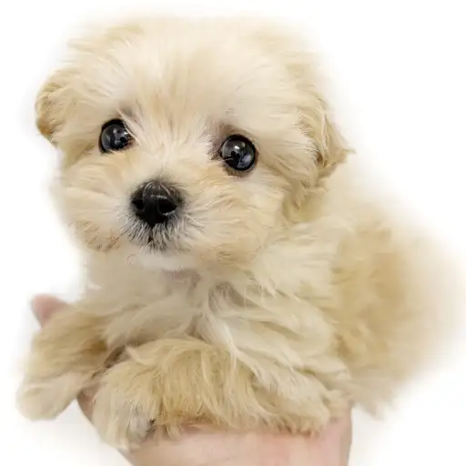 MIX（マルチーズ×トイプードル）