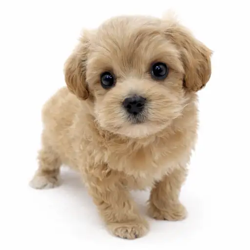 MIX（マルチーズ×トイプードル）