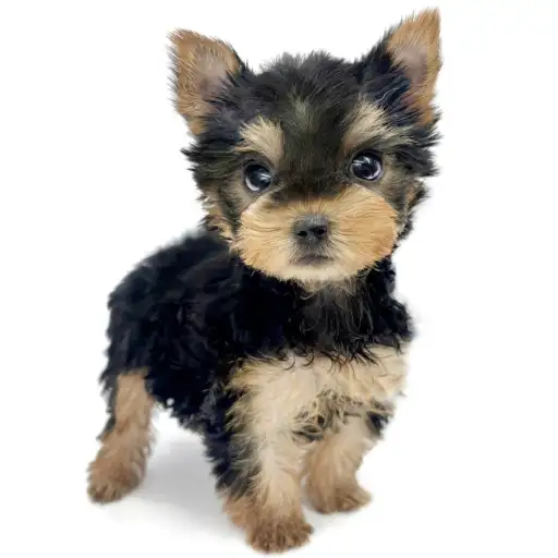 ヨークシャーテリア