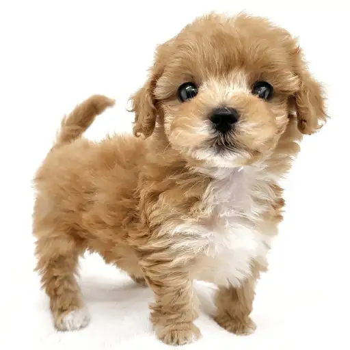 MIX（マルチーズ×トイプードル）