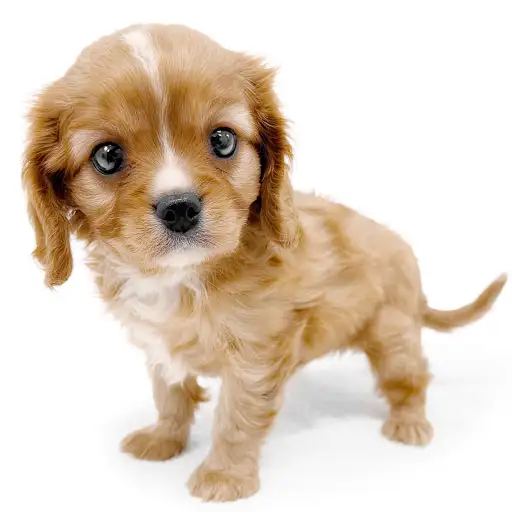 キャバリア・キングチャールズ・スパニエル