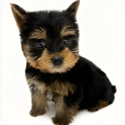 ヨークシャーテリア