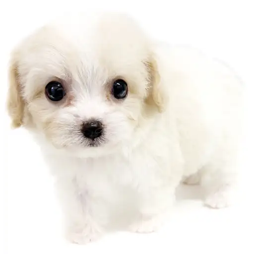 MIX（キャバリアキングチャールズスパニエル×ビションフリーゼ）