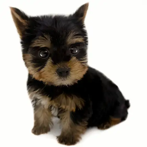 ヨークシャーテリア