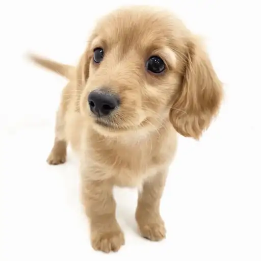 ミニチュア・ダックスフント