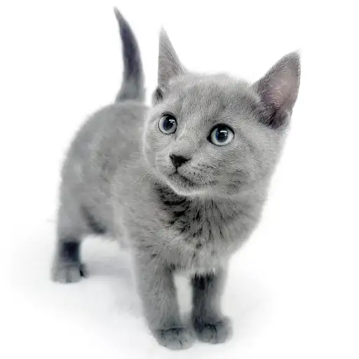 ロシアンブルー